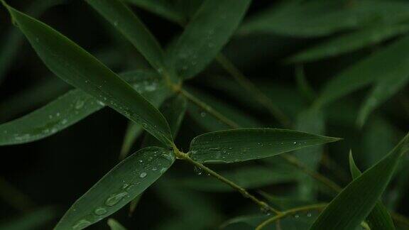 竹叶上的雨