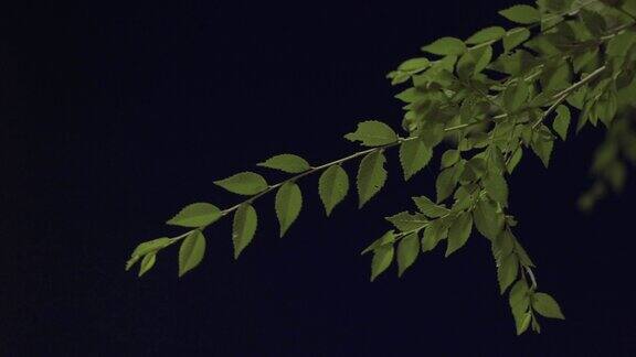在一个有风的夜晚树上的绿叶特写