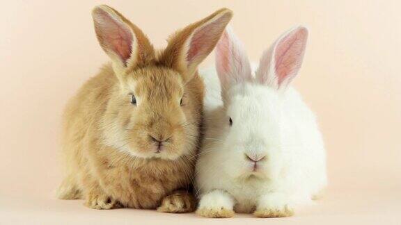 淡粉色背景上的两只可爱的小兔子复活节假期特写的两个复活节兔子与滑稽的脸看着镜头