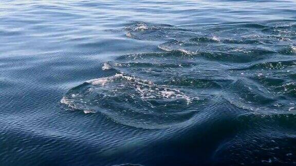 在太平洋游泳的海豚