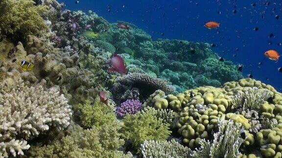 鱼群放松视频海洋自然水下红海