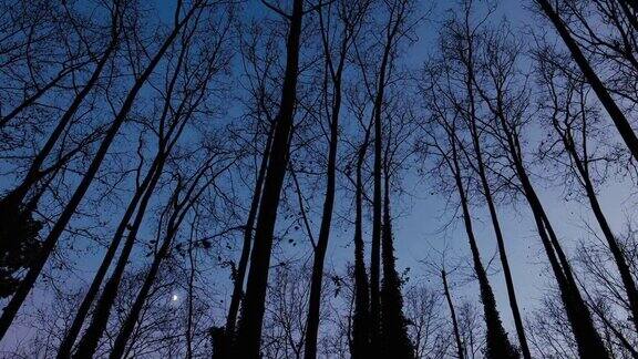 森林里夜晚的树冠和月亮