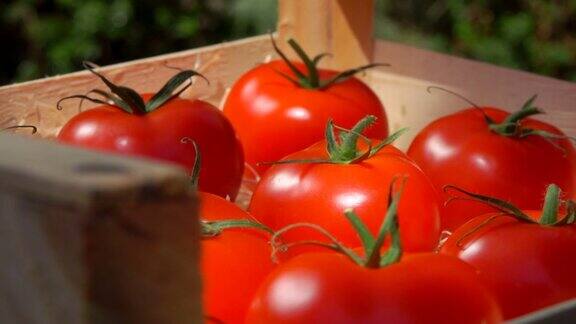 全景图:女性的手把一个成熟的红番茄放进木箱
