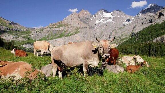 牛群在一个高山草甸与山脉和蓝色的天空在背景-近距离观看4K