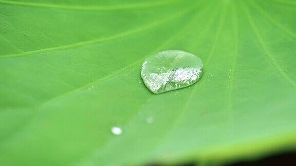 近距离的雨滴落在大自然鲜绿的荷叶上雨滴在热带疏水表面的叶子上跳舞滚动细小的雨滴汇聚成大的水滴超慢的动作镜头