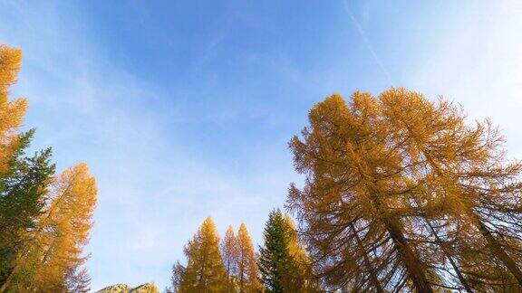 从下往上:美丽的秋色落叶松高耸入蓝天