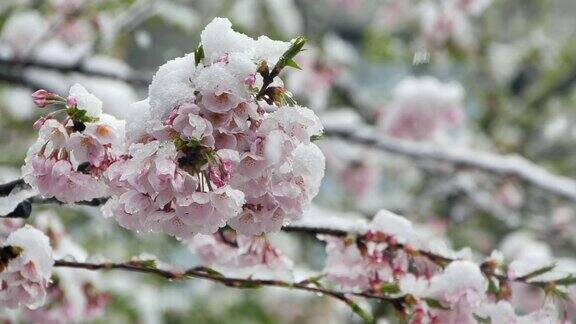 在这个季节雪和樱花盛开