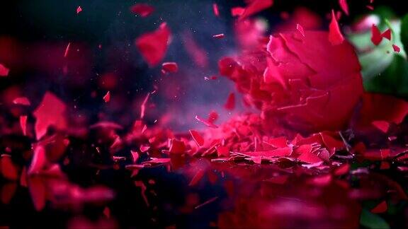 冰冻的红玫瑰花在表面碎裂