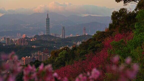 春天美丽的樱花与春天的台北市景