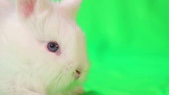 白色的小复活节兔子和彩色的复活节蛋
