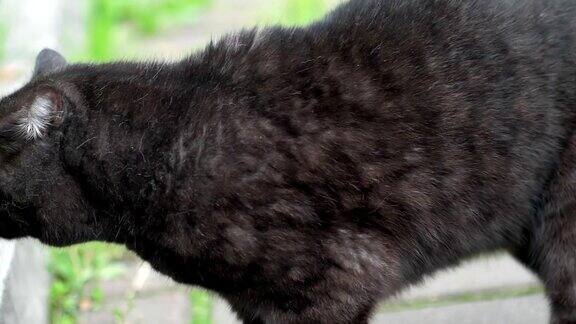 苏格兰黑折耳猫