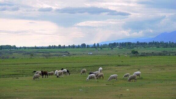 吉尔吉斯斯坦绿色田野上的羊群