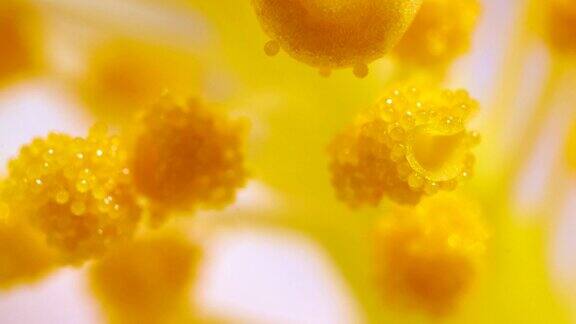 芙蓉花的花粉随着时间流逝而出现