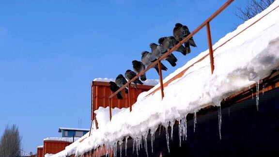一群鸽子坐在有冰柱的冬季屋顶上