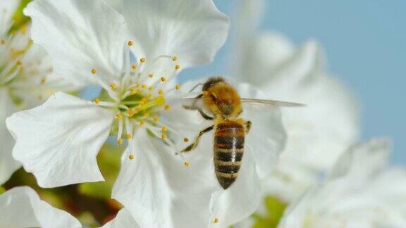 一只名为SLOMOLD的食肉蜜蜂在一朵白色樱花的花蕊上停留