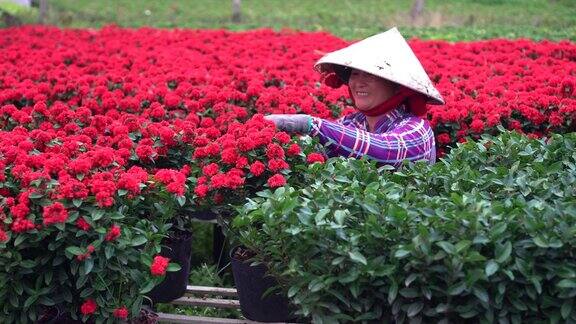 越南侗族省萨迪克的越南园丁修剪红色花园的4k视频场景传统和文化概念