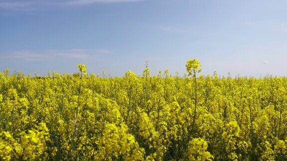 油菜籽在春天开着黄色的花