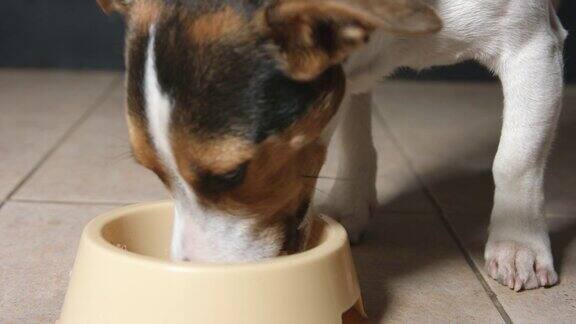 饥饿的狗在吃喂食碗里的食物