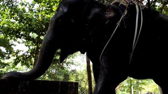泰国大象在丛林中沐浴时水花四溅