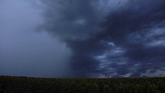 延时傍晚美丽的雷雨伴随着云层和闪电掠过一片向日葵盛开的田野