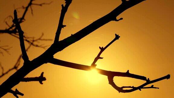 夕阳下桔黄色天空上枯枝的剪影