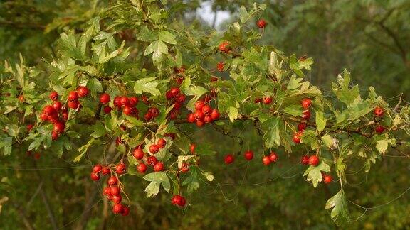 山楂属植物的果实通常被称为山楂、quickthorn、thorapple、May-tree、whitethorn或hawberry