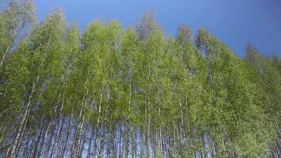 春天的白桦林背景上的通道