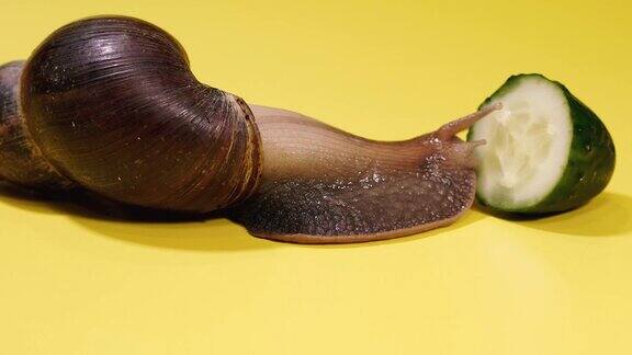 蜗牛蜗牛吃绿色的黄瓜
