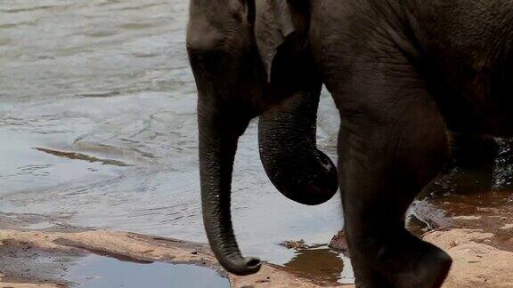 大象在河里喝水特写