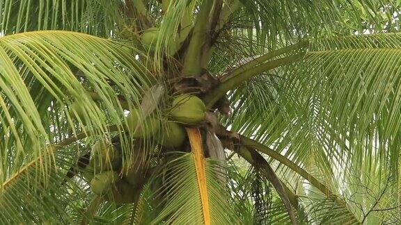 在泰国热带雨滴落在绿色的大棕榈叶上