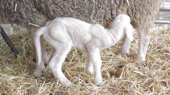 新生的羊羔