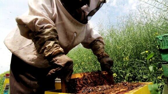 养蜂人在蜂巢工作