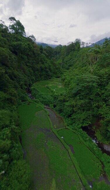 垂直视频峡谷河流池塘瀑布绿色雨林丘陵梯田