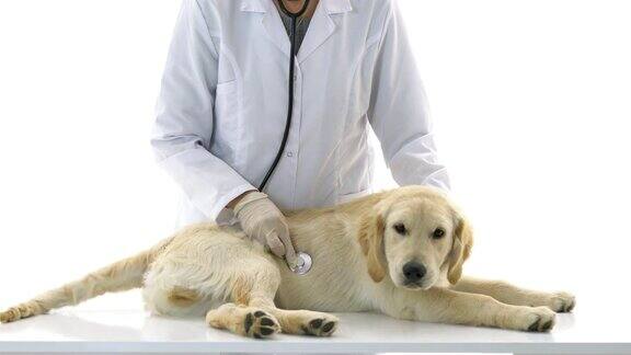 兽医检查狗
