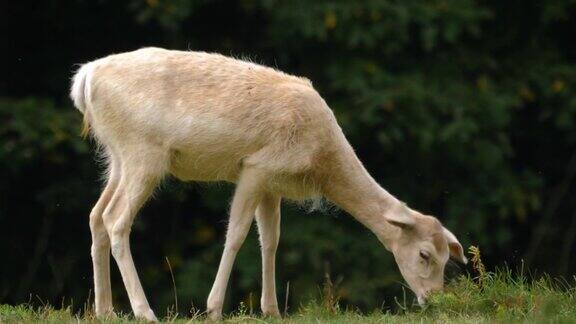 白色母鹿吃草的特写镜头