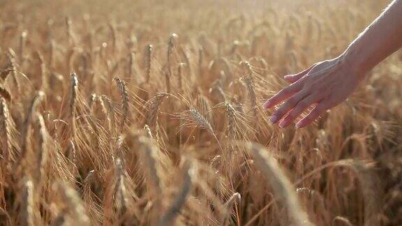女人的手抚摸着金色的麦穗