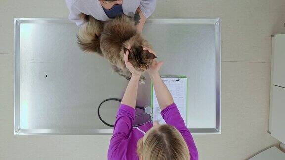 一位妇女带着她的猫去看兽医把它放在检查台上进行健康检查