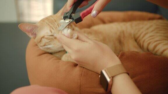 猫的主人正在用剪刀剪小猫的指甲