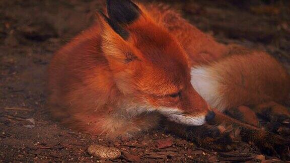 红狐躺在地上休息着有时环顾四周舔着自己的爪子