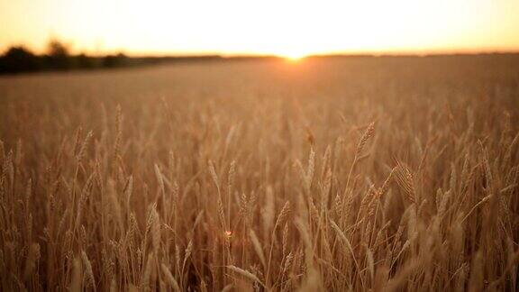 小麦穗在田间田浅深夕阳下金黄成熟的麦田丰富的收获和农业主题理念多莉拍摄全景