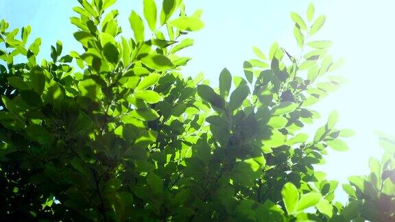绿色的树叶