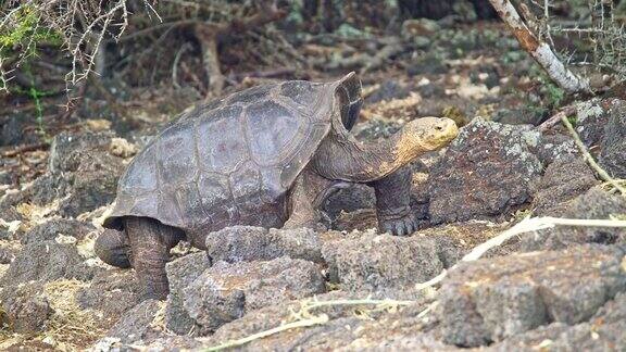 巨型陆地龟在岩石上行走