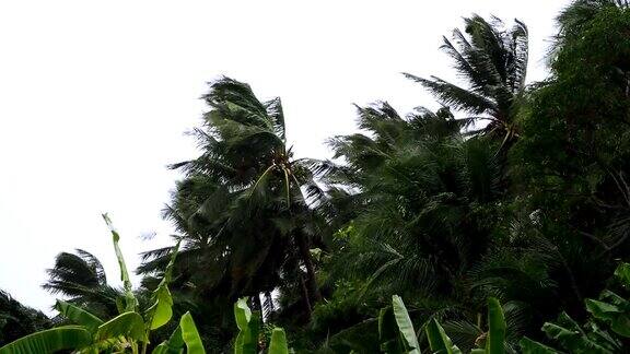 飓风来临时棕榈树在风中摇曳