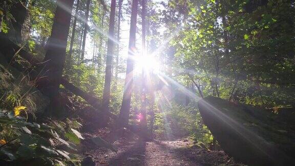 夏天的日出在茂密美丽的绿色森林里阳光照在树后