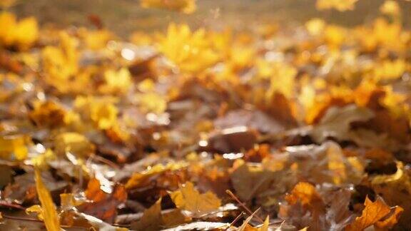 镜头跟随黄色的枫叶飘落在秋天的森林里太阳照亮了干燥的落叶五彩缤纷的秋季背景是散焦慢动作