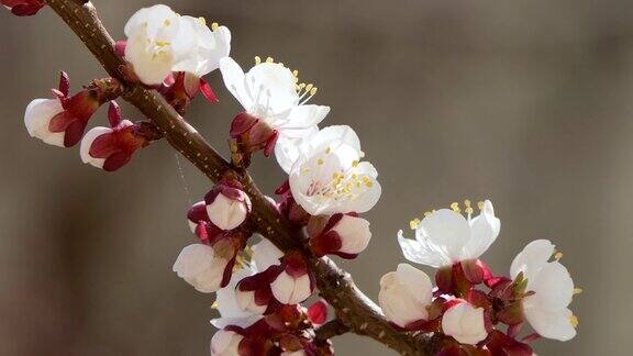 春天的花美丽的春天樱花盛开极致特写复活节新鲜的粉红色樱花盛开特写