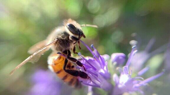 蜜蜂授粉花朵