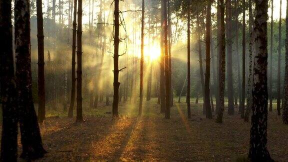 清新雾蒙蒙的早晨松树林阳光透过树枝落到地面