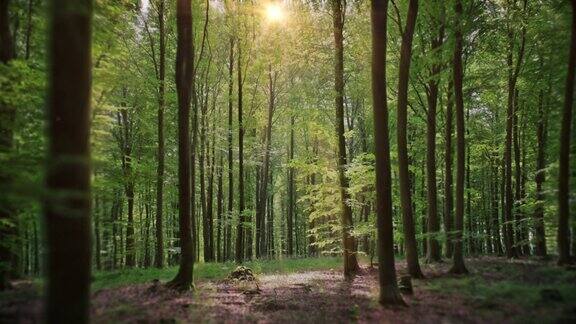 一个慢镜头在一个有高大树木的森林里变焦