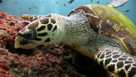 海龟在清澈的海床上寻找食物